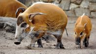 Zoo-Babies – Entgegen aller Erwartungen gab es bei Familie Warzenschwein erneut Nachwuchs. - Mutter Dagamba mit Nachwuchs Tonka im Zoo Berlin.