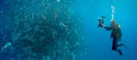 Wer wir waren – Moderators Roger Willemsen. - Die Ozeanologin Dr. Sylvia Earle erforscht die Unterwasserwelt.