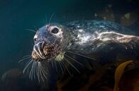 Faszination Wasser – Kegelrobben sind die größten Raubtiere Deutschlands. An den Küsten von Nord- und Ostsee leben heute wieder mehrere Kolonien.