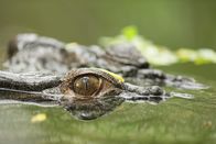 Wunder unserer Welt – Ein Salzwasser-Krokodil.