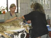 Geheimakte Wildnis – Otjiwarongo, Namibia - Dr. Laurie Marker, Executive Director and Founder of the Cheetah Conservation Fund, and Veterinarian Gabriella Flacke (DVM) doing a health examination on a cheetah box trapped on a farm and brought in for rehabilitation.