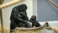 Zoo-Babies – Zoo-Babies (2016)