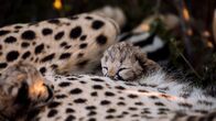 Tierkinder der Wildnis – Gepardenbabies wiegen bei der Geburt knapp 250 Gramm. Sie sind völlig hilflos und in den ersten zehn Tagen noch blind.