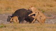 Heimkehr der Löwen – Selinda Reserve, Botswana - Zwei Löwinnen werden von Nomaden begleitet und greifen gemeinsam einen Büffel an.