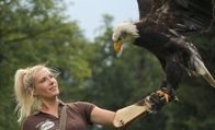 Die Falknerei am Rennsteig – Falknerin Lisa mit Weißkopfseeadler Maggie (Fotos für alle Folgen verwendbar.)