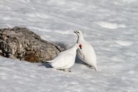 Universum: Ötscher - Im Reich des sanften Riesen – Schneehuhn.
