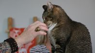 Der Katzenflüsterer – Zachary sniffing Jackson's hand.
