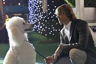 Navy CIS: L.A. – Auf einer Hundeshow muss Deeks (Eric Christian Olsen) verdeckt ermitteln, um einen Mordfall aufzuklären ...