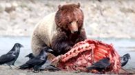 Yellowstone - Park der Extreme – Grizzlybär hat Beute gemacht