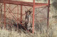 GEO Reportage – Gefangener Problem-Gepard in einer Käfigfalle