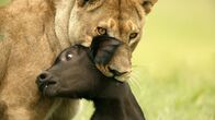 Duell am Okawango – Lion with newborn water buffalo- Okovango, Africa