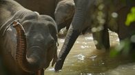 Chinas wildes Tierreich – Drei Elefanten im Sancha-Fluss. (ZED)
