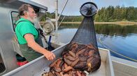 mareTV – NDR Fernsehen MARETV, "In Alaskas Fjordwelt - Abenteurer in der Wildnis" Uhr. Larry Trani taucht seit 50 Jahren und hat sich mittlerweile auf den Fang von Seegurken spezialisiert. In Asien gelten deren Häute als Delikatesse, Potenzmittel und Wundermedizin.