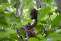 Terra Mater – Ein junger Orang-Utan ist viele Jahre auf die Unterstützung seine Mutter angewiesen.