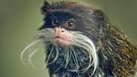 Wildes Südamerika – Der Kaiserschnurrbarttamarin ist einer der unverwechselbaren und kleinsten Primaten des Amazonas Dschungels.