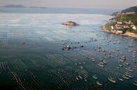 Die Farben Chinas – Weiße Bojen kennzeichnen die Muschelbänke im ostchinesischen Meer in der Nähe von Shanghai.