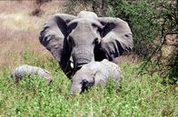 Wilde Wege – Elefantenmutter mit Jungtieren in Ngorongoro