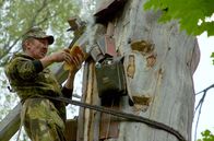 Die Bienenflüsterer – Um an den Honig zu gelangen, erklimmt Sabit die Kiefer mit Hilfe eines Steiggurts. Ganz ruhig und langsam arbeitet er, damit die Bienen ihn nicht stechen. Zu gierig darf der Honigjäger nicht sein, denn ohne genügend Vorrat kommen die Bienen nicht über den Winter.