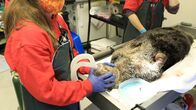 Alaskas Wildtier-Retter – Zippy, a rescued adult northern sea otter, anesthesized during his medical workup at the Alaska SeaLife Center. (National Geographic)