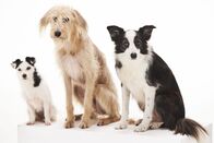Der Hund - Unser treuer Begleiter – Drei Hunde