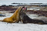 Wilde Inseln – Falkland Islands, Elephant Seals fighting.