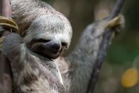 Wildes Überleben – Faultiere verbringen ihr ganzes Leben auf einigen wenigen Bäumen.