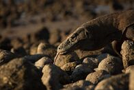 Ein Tag im Leben eines Komodowarans – Ein erwachsener Komodowaran läuft auf Felsen in der Nähe des Wassers. (Earth Touch)