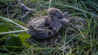 P.M. Wissen – Die rausgewürgte Beute eines Wolfs.