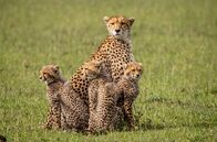 Masai Mara - Geburt im Paradies – Mit Beginn der Regenzeit werden die Ebenen der Masai Mara grün und üppig – sie bieten für Raubkatzen wie Geparden aber nur eingeschränkte Jagdmöglichkeiten.
