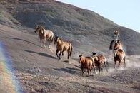 Expeditionen: Mustangs - lebende Legenden – Wilde Reise mit Erich Pröll: "Mustangs - Lebende Legenden: Die aus der Wildnis kommen", Der Film von Erich Pröll zeigt die Ursprünge der Mustangs, Andalusier und Berberpferde und wie diese Pferde nach Amerika kamen. Und wie sie sich bis heute entwickelt haben. In den größten registrierten Pferderassen der Welt, den Quarter- und Paint Horses, steckt noch immer viel Mustangblut. Diese Verbände mit Sitz in Texas, Amarillo (Quarter) und Fort Worth (Paint) werden dokumentiert und der Bezug zu den Mustangs gezeigt. Wie und wo leben diese Wildpferde heute, die Familienverbände (Bands), das Verhalten der Herde, das wird anhand von beeindruckenden Bildern der verschiedenen Herden in Wyoming, Montana und Colorado gezeigt. Und dann startet das wichtigste Ereignis im "Pferdeleben" des Erich Pröll. Es findet ein Gathering (auch Round up), ein Einfangen mehrerer Herden von Wildpferden statt. Der Weg zu einem Mustang beginnt.