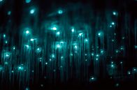 Mit dem Zug ... – Leuchtende Mücken in den Waitomo Caves: Mit ihrem Licht locken sie andere Insekten an, die sich in ihren Fäden verfangen.