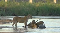 Killer Safari – Eine Löwin mit ihren Jungen bei einer Beute an einem Wasserloch. (Earth Touch LTD)