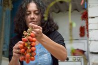 Zu Tisch ... – Maria Chloru kocht mit lokalen Tomaten: Sie werden getrocknet konserviert.