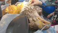 Alaskas Wildtier-Retter – An anesthetized bald eagle awaits surgery by Dr. Victoria. (National Geographic)