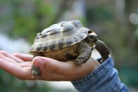 Anna und die Haustiere – Griechische Landschildkröten gehören zu den beliebtesten Reptilien in der Heimtierhaltung.