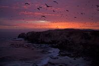 Amerika - Wildes Land – Paracas, Peru, San Juan