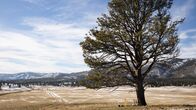 Yellowstone – Yellowstone-Szene mit Feldern, Bergen und einem Baum