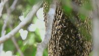 Die Bienenflüsterer – In diesem Nest leben über 20 000 Apis dorsata, eine große und aggressive Bienenart.