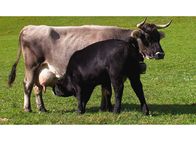 Netz Natur – NETZ NATUR Vom Kuh sein Natur pur: Die Aufzucht und das Mästen der Kälber am Euter der Mutter sind die natürlichste Form der Tierhaltung.