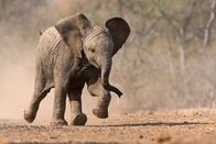 Afrikas kleine Riesen – Ein Elefantenbaby rennt auf die Wasserstelle zu. (Wim Vorster)