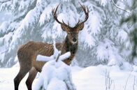 Winter am Alpenrand – Trockene Gräser, Knospen, Zweige und Rinde sind in der kalten Jahreszeit die Nahrung des Rotwilds – so kommt es schon seit Urzeiten über den Winter.