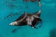 Wilde Trauminseln – Regelmäßig treffen sich Mantarochen in den Gewässern der Malediven, um dort zu fressen und sich von Putzerfischen Parasiten von den Schuppen sammeln zu lassen.