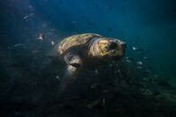 Unser Mittelmeer – Karettschildkröte