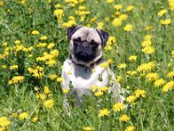 Molly & Mops – Der Mops "Molly".