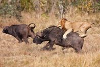 Animal Fight Club – SERENGETI, TANSANIA: Ein männlicher Löwe springt auf den Rücken eines ausgewachsenen Büffels. Die Männchen wiegen etwa 500 Pfund und können einen Büffel zu Boden ziehen. Ihre Stärke ist ein zusätzlicher Vorteil bei jeder Jagd. (Bildnachweis: