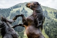 Heimatleuchten – Noriker Pferde