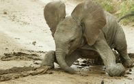 Wilde Tierbabys – Das einwöchige Afrikanische Elfantenbaby Safina fällt im Schlamm des Buffalo Springs National Reserve in Kenia.