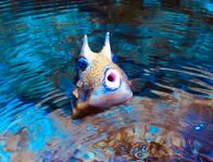Wilder Wilder Westen – Kuhkofferfisch "Erbse" aus dem Allwetterzoo Münster freut sich über sauberes Wasser in seinem Aquarium.