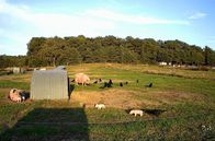 Gefährliche Raben - Schützen oder abschießen? – Ferkel werden von Raben von hinten am Schwanz gezogen, sogar umgeworfen.