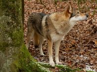 SOKO Stuttgart – In der Mühlenwinkel-Siedlung wurden Wölfe gesichtet. Deren Rückkehr in die heimischen Wälder spaltet die Bewohner in zwei Lager: Wolfsbefürworter und –gegner.